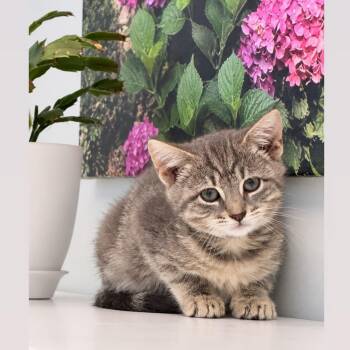 Alysia -  Domestic Short Hair Cat for Adoption in Syosset, New York - Alysia | PetCurious