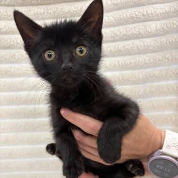 Lucky -  Domestic Short Hair Cat for Adoption in Fulton, Missouri - Lucky | PetCurious