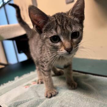 Pammy -  Domestic Short Hair Cat for Adoption in Pasadena, California - Pammy | PetCurious