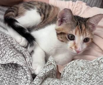 Winnie (Cookie) -  Domestic Short Hair Cat for Adoption in Diamond Springs, California - Winnie (Cookie) | PetCurious
