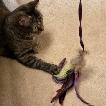 Domestic Short Hair Cats Available for Adoption - Nessa | PetCurious