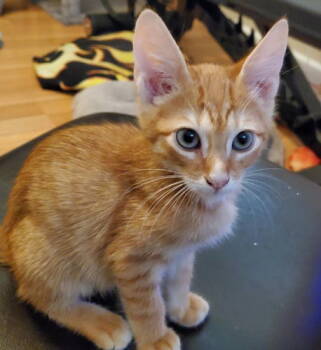 Rescue Domestic Short Hair Cats for Adoption in Oakland Park, Florida - Sunshine - Petsmart Plantation Foster Home | PetCurious