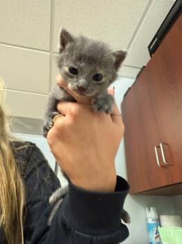 Rescue Domestic Short Hair Cats for Adoption in Belleville, Illinois - SKYLAR | PetCurious