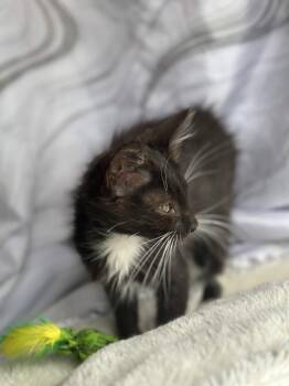 Navy -  Domestic Medium Hair Cat for Adoption in Houston, Texas - Navy | PetCurious