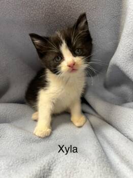 Xyla -  Domestic Short Hair Cat Available for Adoption in Cloquet, Minnesota - Xyla | PetCurious