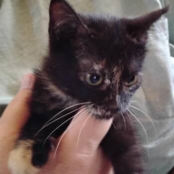 Kiki -  Domestic Short Hair Cat for Adoption in Grantsville, Utah - Kiki | PetCurious