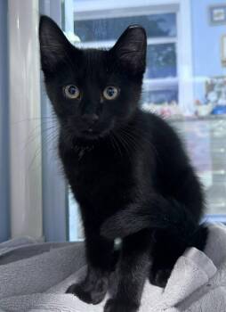 Rodel -  Domestic Short Hair Cat for Adoption in Colorado Springs, Colorado - Rodel | PetCurious