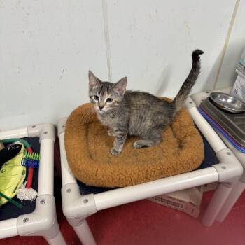 Rescue Domestic Short Hair Cats for Adoption in Hoopeston, Illinois - Lotto | PetCurious