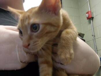 OATMEAL RAISIN -  Domestic Medium Hair Cat for Adoption in Tulsa, Oklahoma - OATMEAL RAISIN | PetCurious