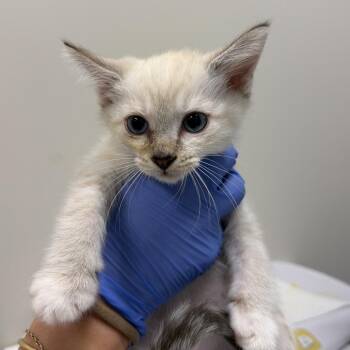 Seal -  Domestic Short Hair Cat for Adoption in Chattanooga, Tennessee - Seal | PetCurious
