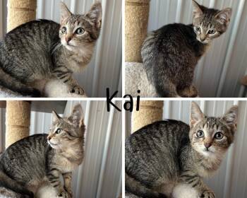 Kai -  Domestic Short Hair Cat for Adoption in Pierceton, Indiana - Kai | PetCurious
