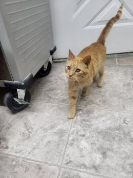 Angus -  Domestic Short Hair Cat for Adoption in Medford, Wisconsin - Angus | PetCurious