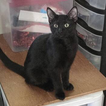 Rescue Domestic Short Hair Cats for Adoption in Harrison, Michigan - LOLA | PetCurious