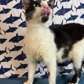 Chelsea -  Domestic Short Hair Cat for Adoption in Toms River, New Jersey - Chelsea | PetCurious