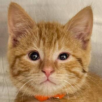 Obi-Wan -  Domestic Medium Hair Cat for Adoption in Kennebunk, Maine - Obi-Wan | PetCurious