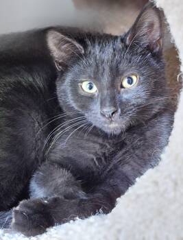 Rescue Bombay Cats for Adoption in Richmond, Virginia - Knight | PetCurious