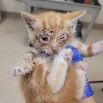 SCFL-Stray-66996_2 -  Domestic Short Hair Cat for Adoption in Lake Panasoffkee, Florida - SCFL-Stray-66996_2 | PetCurious