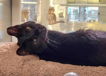 ABIGAIL -  Domestic Short Hair Cat for Adoption in St. Louis, Missouri - ABIGAIL | PetCurious