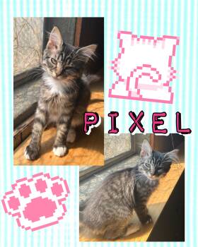 Pixel -  Tabby Cat for Adoption in Pasco, Washington - Pixel | PetCurious