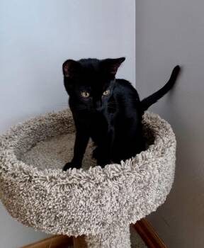 Rescue Domestic Short Hair Cats for Adoption in Pickerington, Ohio - Pumpernickel | PetCurious