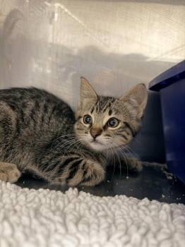MAPLE* -  Domestic Short Hair Cat for Adoption in Santa Cruz, California - MAPLE* | PetCurious