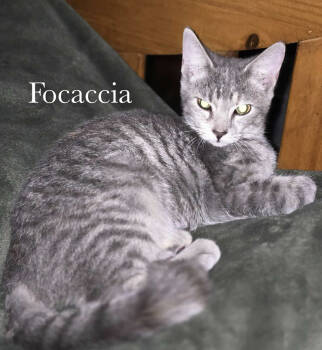 Rescue Domestic Short Hair and Tabby Cats for Adoption in Morehead, Kentucky - Focaccia | PetCurious