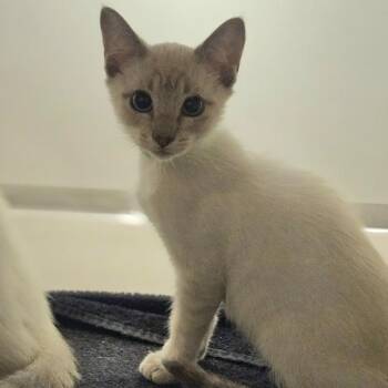 Los Angeles -  Domestic Short Hair Cat for Adoption in Oakland, California - Los Angeles | PetCurious