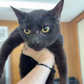 Domestic Short Hair Cats Available for Adoption - Kronos | PetCurious