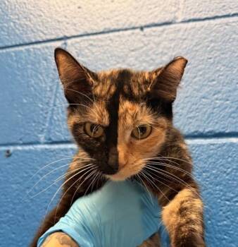 Domestic Short Hair Cats Available for Adoption - Lucky | PetCurious