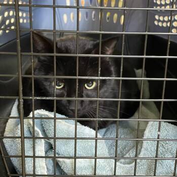 Domestic Short Hair Cats Available for Adoption - Benito | PetCurious
