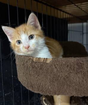 Simon -  Domestic Short Hair Cat for Adoption in Kell, Illinois - Simon | PetCurious