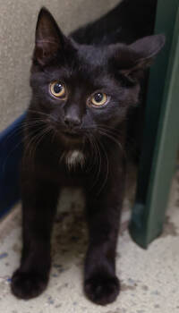 Rescue Domestic Short Hair Cats for Adoption in Verona, Wisconsin - Onyx | PetCurious