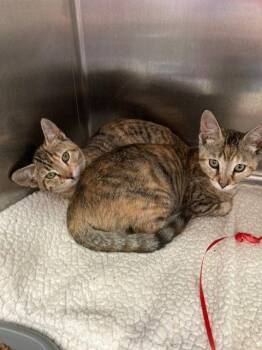 Pheobe (bonded w/ Zelda) -  Domestic Short Hair Cat for Adoption in Oakland, California - Pheobe (bonded W/ Zelda) | PetCurious