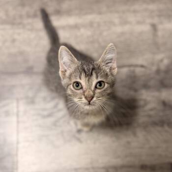 Joker -  Domestic Short Hair Cat for Adoption in North Richland Hills, Texas - Joker | PetCurious