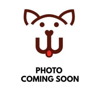 Rescue Domestic Short Hair Cats for Adoption in Columbia, South Carolina - Soprano | PetCurious