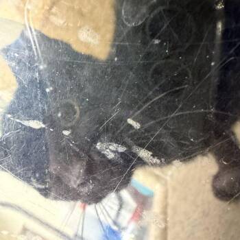 Leslie Knope -  Domestic Short Hair Cat for Adoption in Asheville, North Carolina - Leslie Knope | PetCurious