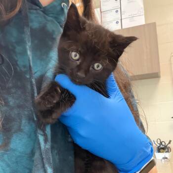 Domestic Short Hair Cats Available for Adoption in Council Bluffs, Iowa - Edgar | PetCurious