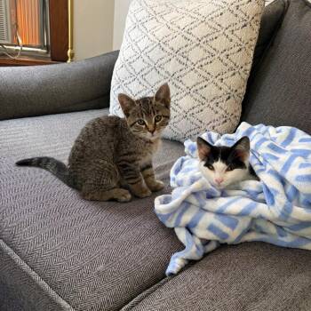 Pepe -  Domestic Short Hair Cat for Adoption in La Grange, Kentucky - Pepe | PetCurious