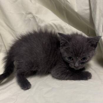 ARES -  Domestic Short Hair Cat Available for Adoption in Richmond, California - ARES | PetCurious