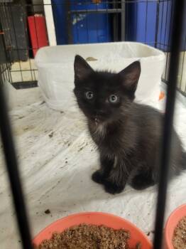 Rescue Domestic Short Hair Cats for Adoption in Kannapolis, North Carolina - Houdini | PetCurious