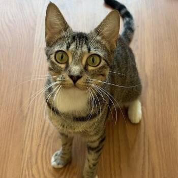 Emerson -  Domestic Medium Hair Cat for Adoption in Cumming, Georgia - Emerson | PetCurious