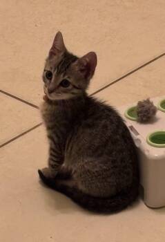 Domestic Short Hair Cats Available for Adoption in Sunrise, Florida - Dewey | PetCurious