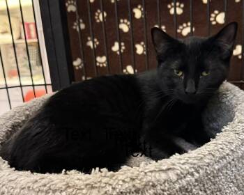 Gus -  Domestic Short Hair Cat for Adoption in Blasdell, New York - Gus | PetCurious