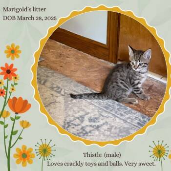 Rescue Domestic Short Hair Cats for Adoption in Granville, Ohio - Thistle | PetCurious
