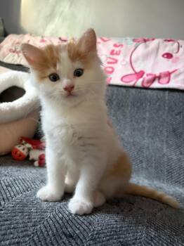 Grover -  Domestic Medium Hair and Domestic Long Hair Cat for Adoption in Rootstown, Ohio - Grover | PetCurious