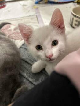 Rescue Domestic Short Hair Cats for Adoption in Homer Glen, Illinois - Happy | PetCurious