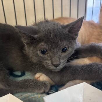 Domestic Short Hair Cats Available for Adoption in Lakeland, Florida - Riku | PetCurious