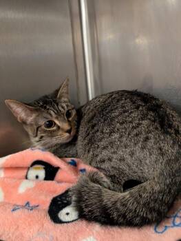 Domestic Short Hair Cats Available for Adoption in Tucson, Arizona - Grace | PetCurious