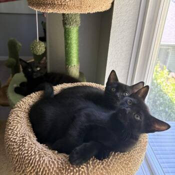 Sam -  Domestic Short Hair Cat for Adoption in Washougal, Washington - Sam | PetCurious