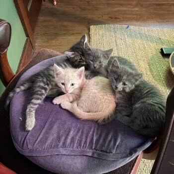 Frodo -  Domestic Short Hair Cat Available for Adoption in Columbia, Missouri - Frodo | PetCurious